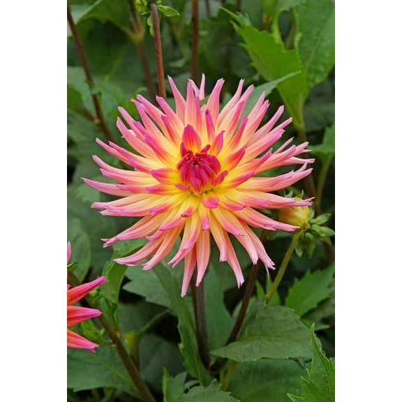 Karma Sangria Cactus Dahlia - Yellow/Pink BiColor - #1 Size Root Clump