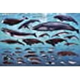 thumbnail image 3 of Laminated Whales Educational Chart Mammals Ocean Classroom Print Poster 24x36, 3 of 5