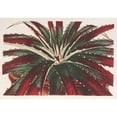 thumbnail image 3 of Charles Antoine Lemaire 14x11 Black Modern Framed Museum Art Print Titled - Hechtia Ghiesbreghtii (1854-1896), 3 of 5