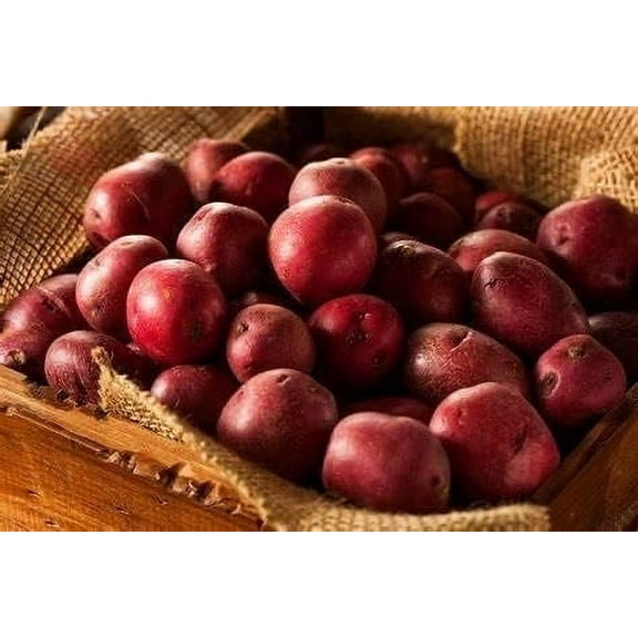 Red Pontiac Seed Potatos for Planting (2 Pounds)