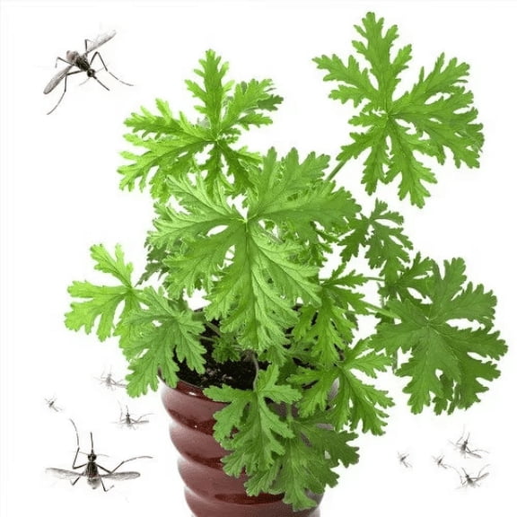 Mosquito Trio - 6 Mosquito Repellent Plants – THREE Varieties: 2 Citronella Plants, 2 Lemongrass, 2 Lantana Plants Individual 2.5” Pots