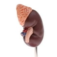 thumbnail image 4 of Modelos s De Riñón , Riñón De Tamaño Natural Con Modelo De Glándula Suprarrenal, 2 Partes Extraíbles Hugo Estatua humana del riñón, 4 of 9