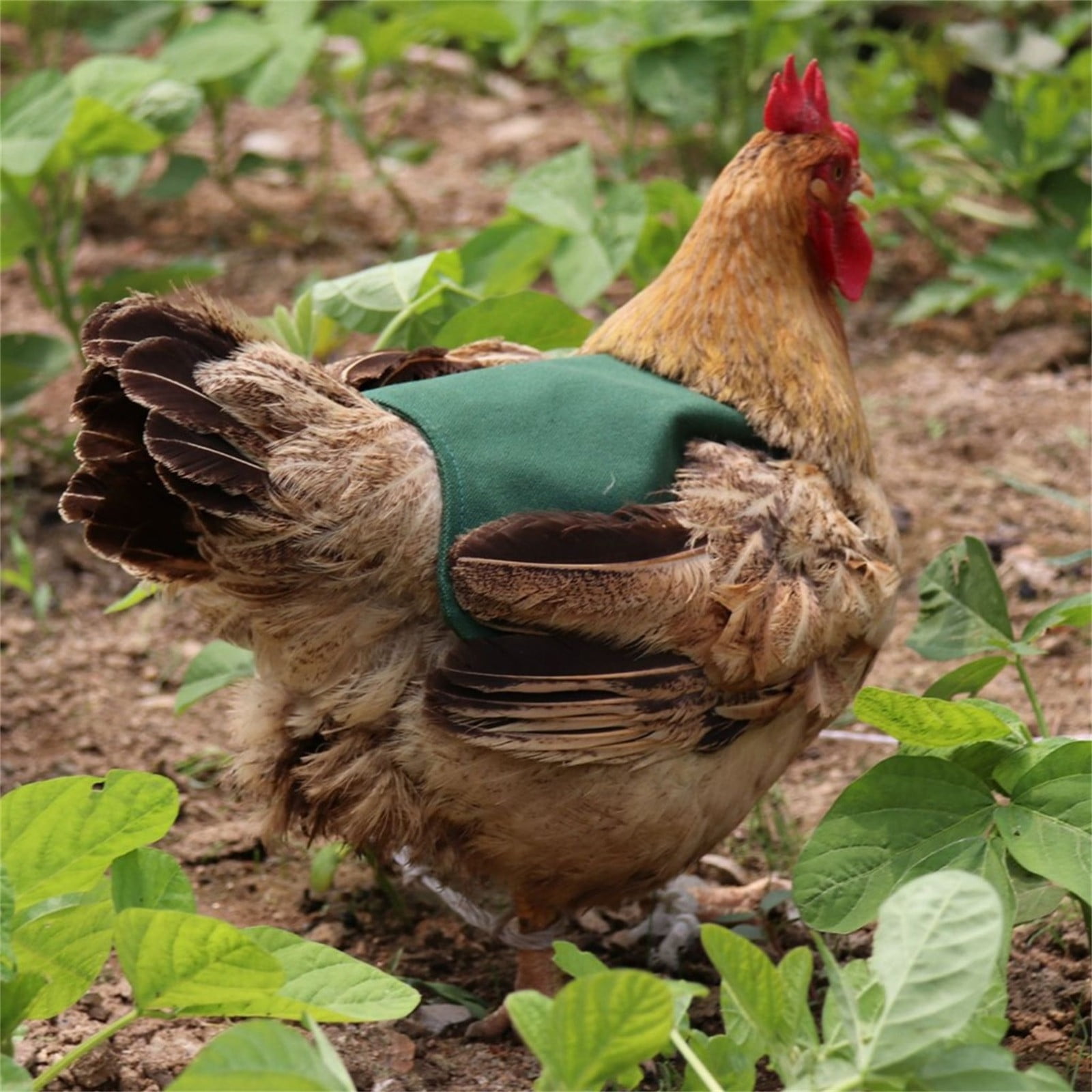 Hen Saddle For Chickens – Breathable Adjustable Feather Protector Apron, Waterproof Oxford Cloth, For Hens Roosters, Prevents Plucking & Injuries (Orange/Black/White)