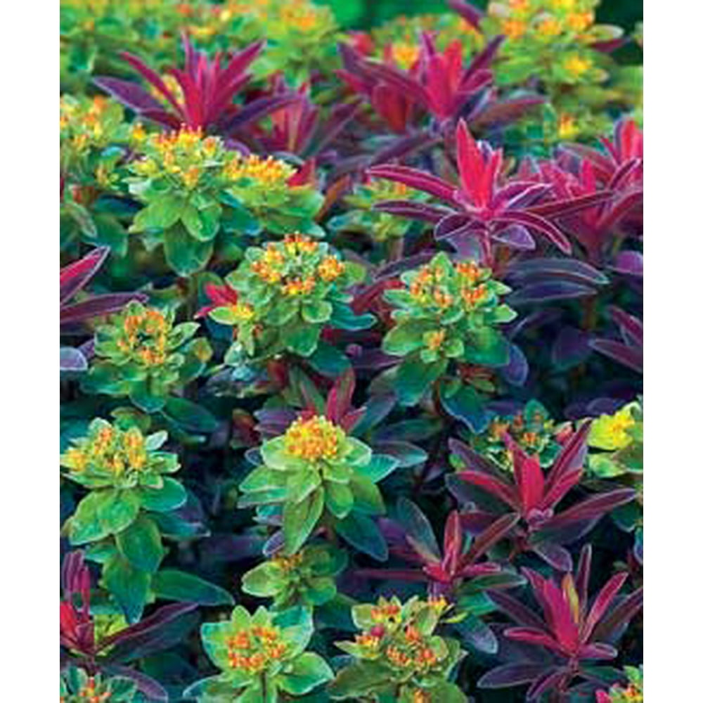 Bonfire Cushion Spurge Perennial Euphorbia Quart Pot