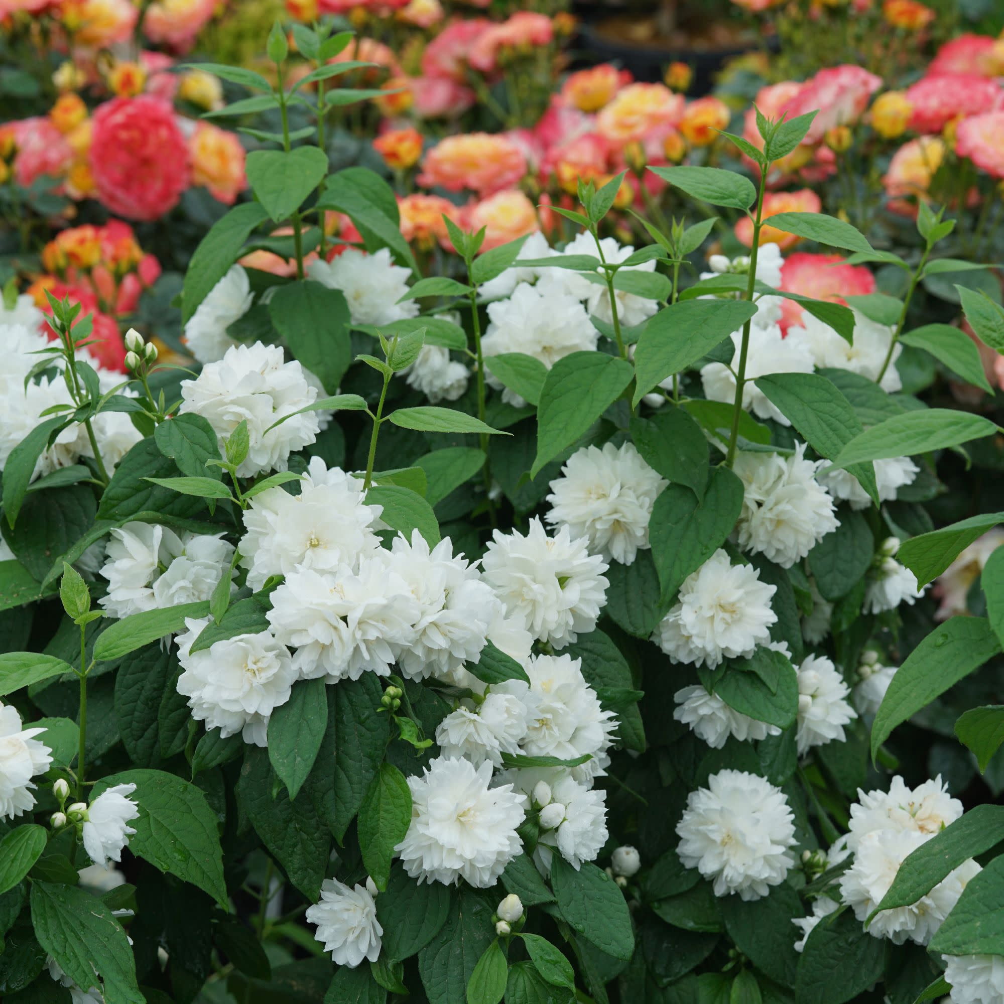 Proven Winners ColorChoice 5" White Illuminati Spice Mock Orange Live Plant in 4.5" Pot (4 Count)