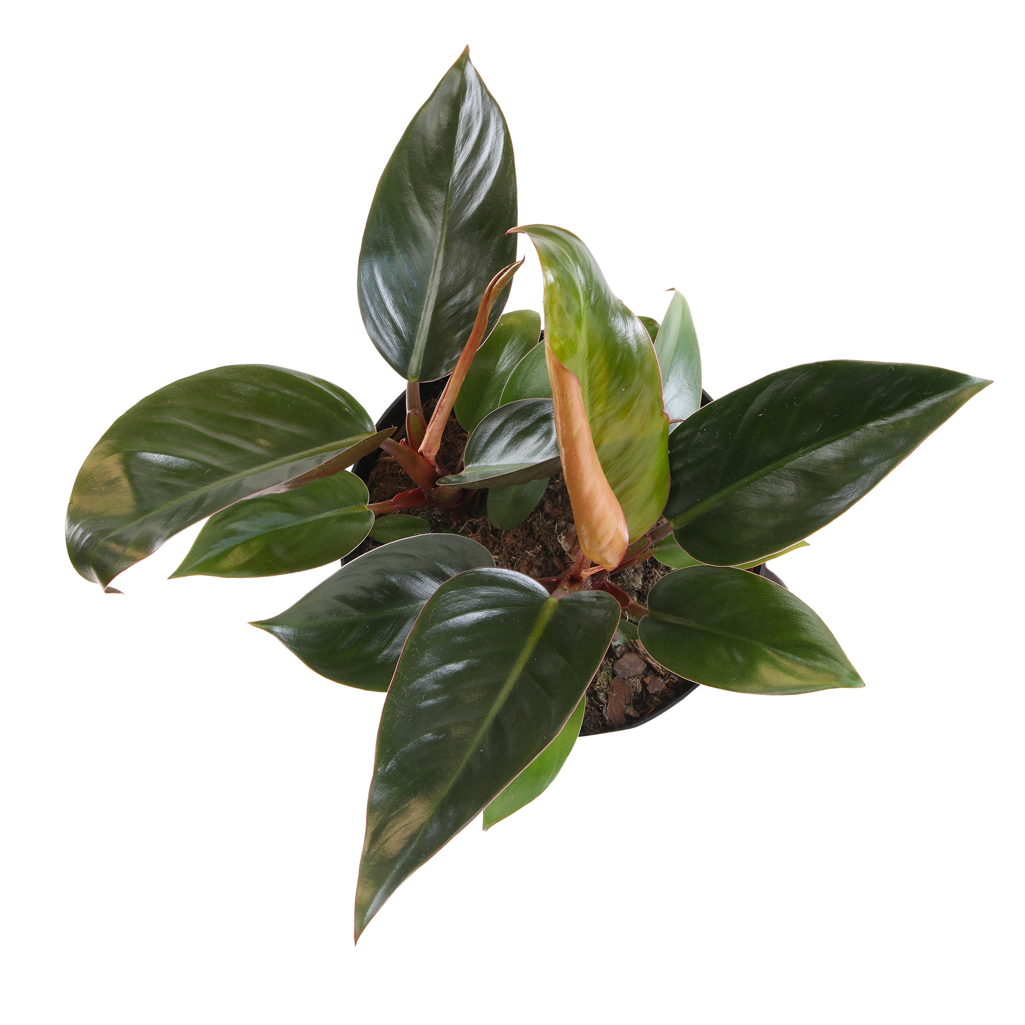 Philodendron 'Congo Red' Indoor Houseplant | 8in Grow Pot; Indirect Light | Element by Altman Plants