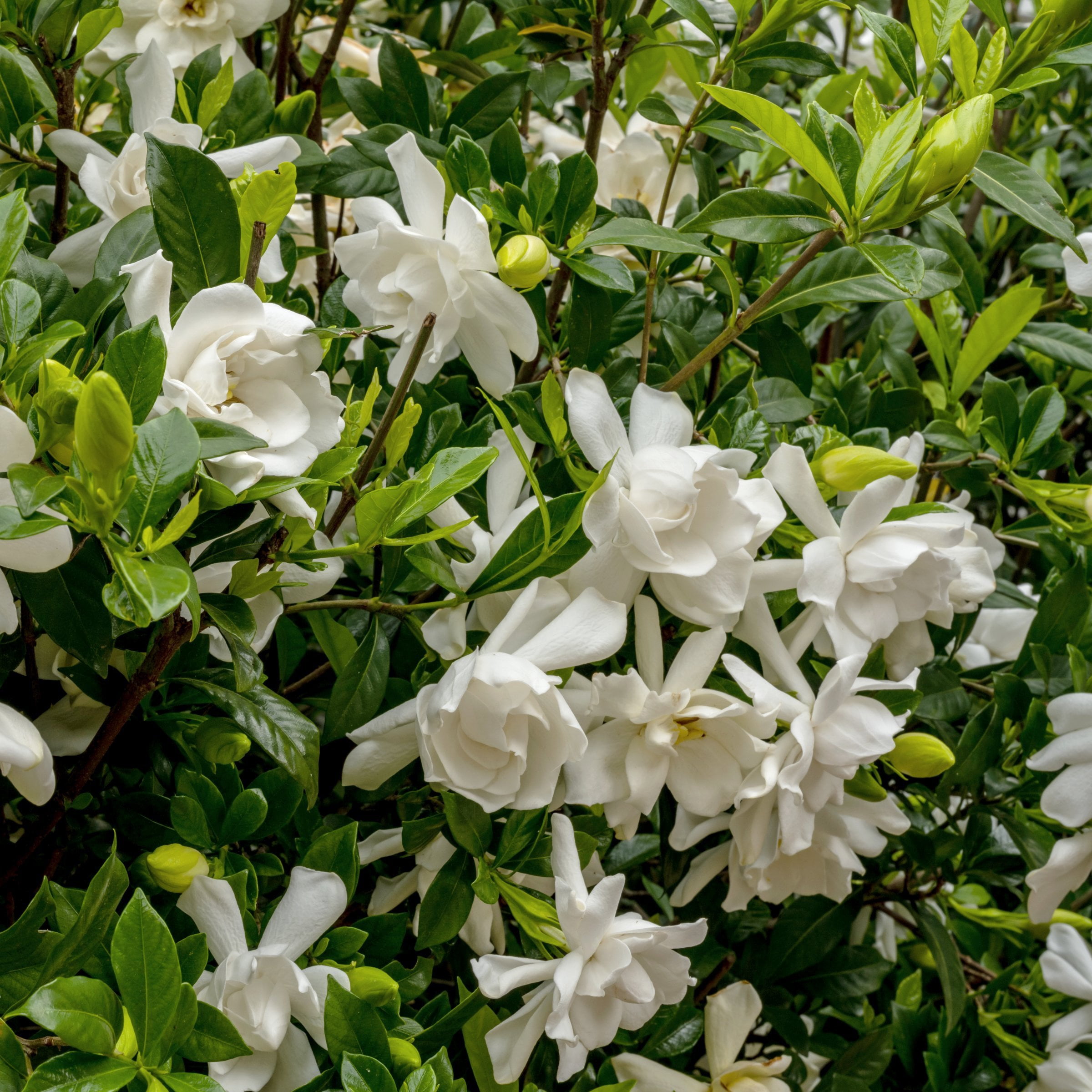 National Plant Network 3 gal. Gardenia Stairway To Heaven Live Shrub