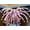 H, variant on Colorful Fireworks Balloons Set - Vibrant Magic Balloons for Birthday Parties and Classroom Decor