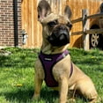 thumbnail image 6 of Voyager Step-in Air All Weather Mesh Harness and Reflective Dog 5 ft Leash Combo with Neoprene Handle, for Small, Medium and Large Breed Puppies - Purple/Black Trim, Large, 6 of 9