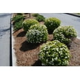 thumbnail image 3 of Viburnum Mrs. Schiller's Delight I 3 Live Plants I Dwarf Obovatum I Evergreen Shrub with Fragrant White Blooms, Ideal for Hedges, Borders, and Ornamental Landscaping, 3 of 7
