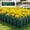 Green, variant on Plastic Garden Fence Picket Edging for Lawns Flowerbeds Borders Decorative Yard Border - 22 x 7 Inch Modular Landscape Barrier for Plants Outdoor Patio