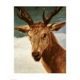 thumbnail image 2 of Posterazzi BALXJL180958 Head of A Stag 1634 Poster Print by Diego Velazquez - 18 x 24 in., 2 of 4