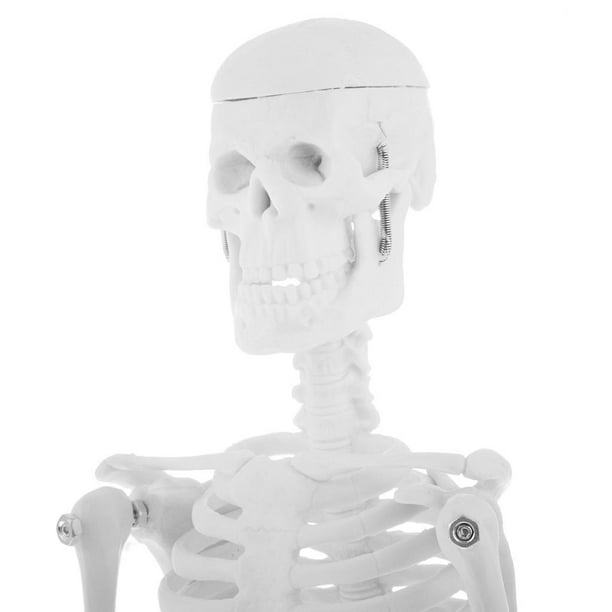1pc 45cm Kit de modèle de squelette de corps humain avec