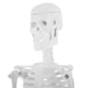thumbnail image 4 of 45 Cm Modelo Del Cuerpo Modelo Esquelético Enseñanza De, 4 of 9