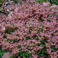 thumbnail image 5 of Sedum Stoloniferum Drought Resistant Stolon Stonecrop Ground Cover Plant Seeds - 2000 Seeds, 5 of 5