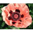 thumbnail image 4 of 1000 Couleurs Assorties Graines de Fleur de Pavot ORIENTAL Papaver ORIENTAL, 4 of 7