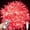 Red, variant on Fairy Lights, 5M 50LED Remote Control+USB LED Christmas LightsOutdoor Waterproof Clear Wire,Indoor Outdoor Rope Fairy String Lights Fairy String Christmas Tree Decorati