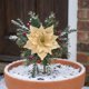 thumbnail image 4 of MTBLYS Sujetador de cortina navideño con bayas y agujas|Correa de terciopelo con flores para cortinas de ventana|decorativo para sala de estar|manija de puerta|barandilla de escalera, 4 of 7