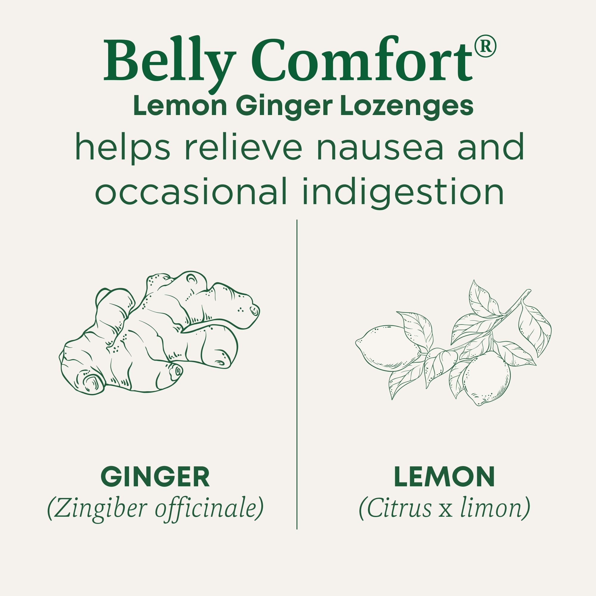(6 pack) Traditional Medicinals Organic Belly Comfort Lemon Ginger Lozenges, 30 Count
