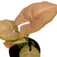 thumbnail image 6 of Neon Pink Syngonium, 2 inch Arrow Head Vine Vining Indoor Plant, 6 of 8
