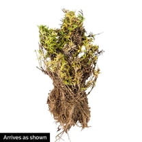 Direct Gardening Creeping Phlox Emerald Pink Perennial Flowers, Dormant Bare Root