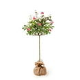 thumbnail image 3 of Brighter Blooms - Pink Knock Out® Rose Tree, 3-4 ft. - No Shipping to AK, AZ, HI, 3 of 7