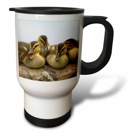 3drose, Usa, Washington, Seattle. Mallard Ducks Clutch of Ducklings., 14oz Stainless Steel Travel Mug