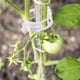 thumbnail image 5 of Eigraketly Clips de retención Conexiones de protección reutilizables Herramientas de sujeción Suministros de jardinería agrícola Cultivo de Jardín y Patio, 5 of 6
