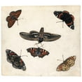 thumbnail image 2 of Jan Van Kessel The Elder 16x15 Gold Ornate Wood Frame and Double Matted Museum Art Print Titled - Studies of Five Butterflies and a Hawk Moth, 2 of 4