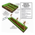 3 Raspberry Plants Fall BearingLuscious flavor (3 bare root plants