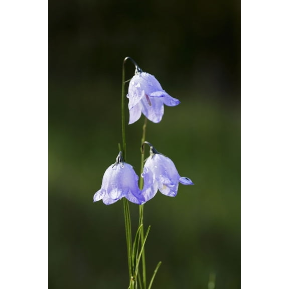 Posterazzi DPI12285285LARGE Close Up of Three Purple Bluebell Hyacinthoides Flowers - Kananaskis Country Alberta Canada Poster Print by Michael Interisano, 24 x 38 - Large