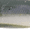 Emerald Shiner, variant on Berkley Gulp! Minnow Soft Bait
