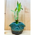 thumbnail image 6 of Lucky Bamboo 4&rdquo;4&rdquo;6&rdquo; in Ceramic Vase, 6 of 22