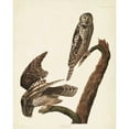 thumbnail image 3 of Audubon, John James 20x24 Black Modern Framed Museum Art Print Titled - Pl 378 Hawk Owl, 3 of 5