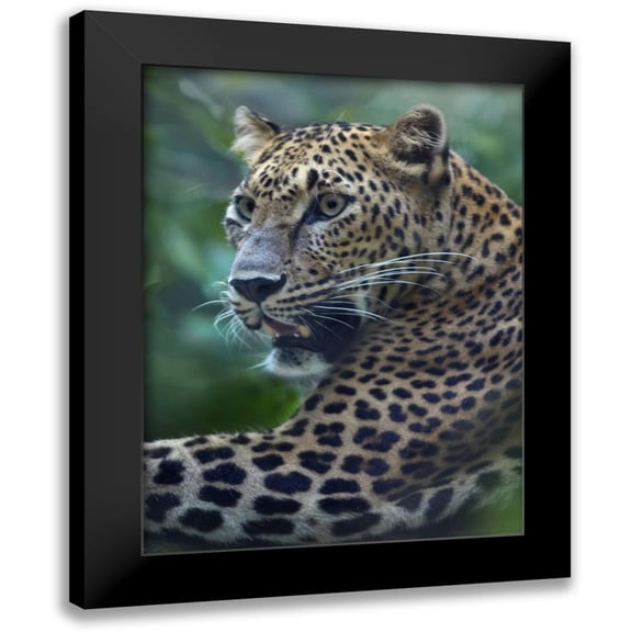 Fitzharris, Tim 12x14 Black Modern Framed Museum Art Print Titled - Leopard