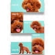 thumbnail image 4 of Toallitas quitamanchas para ojos y oídos de perros y gatos, 7 cm de diámetro, 130 unidades por caja toallita de ojos, 4 of 9