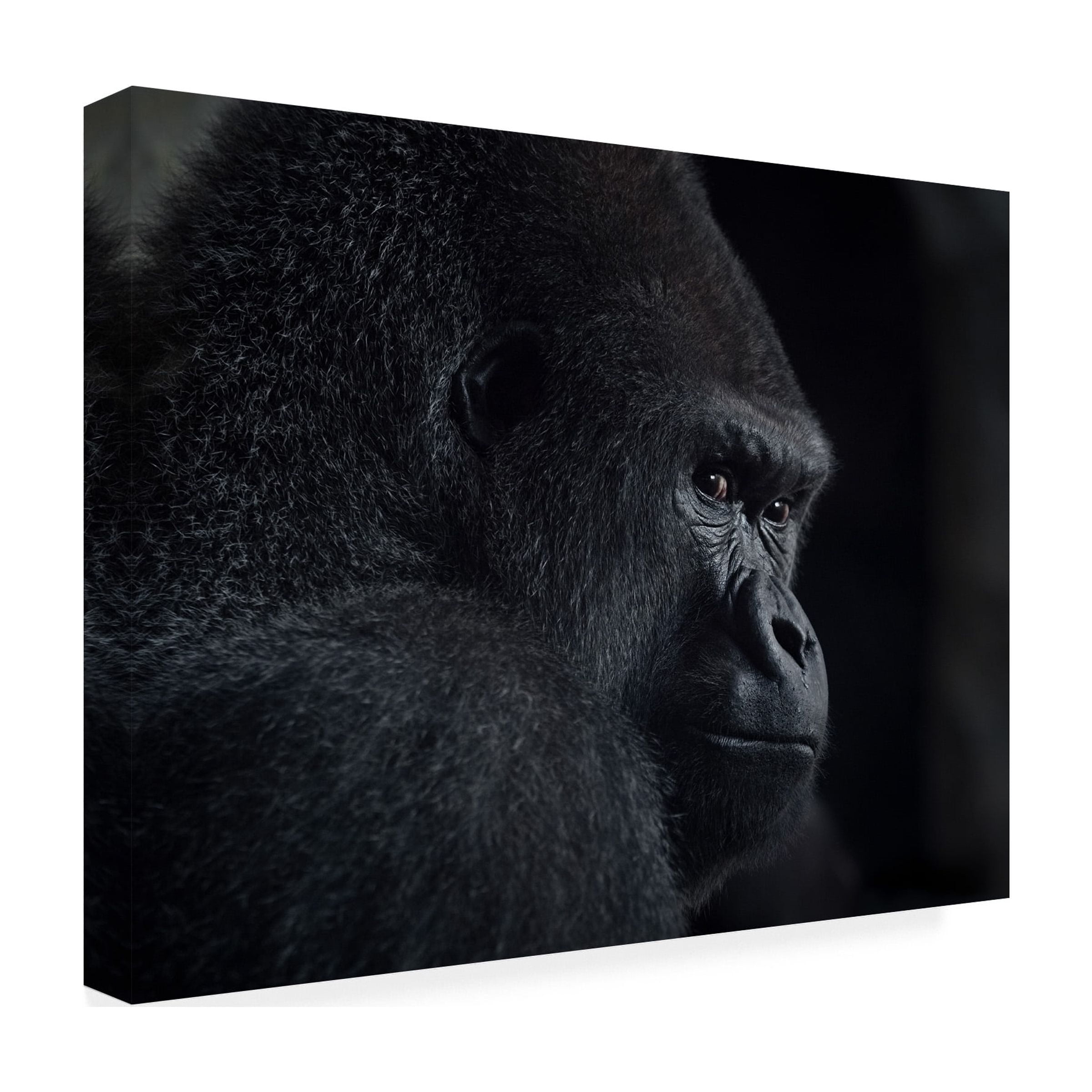 Trademark Fine Art Helena GARCIA HUERTAS Gorilla Gaze Canvas Wall Art