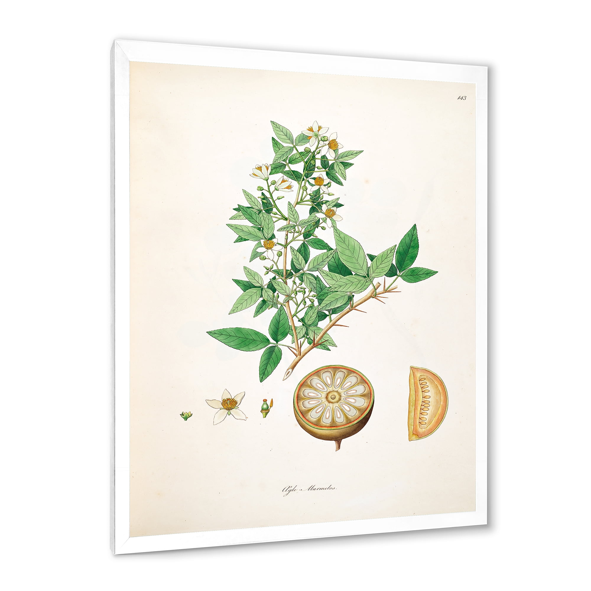Designart 'Ancient Plant Life X' Farmhouse Framed Art Print