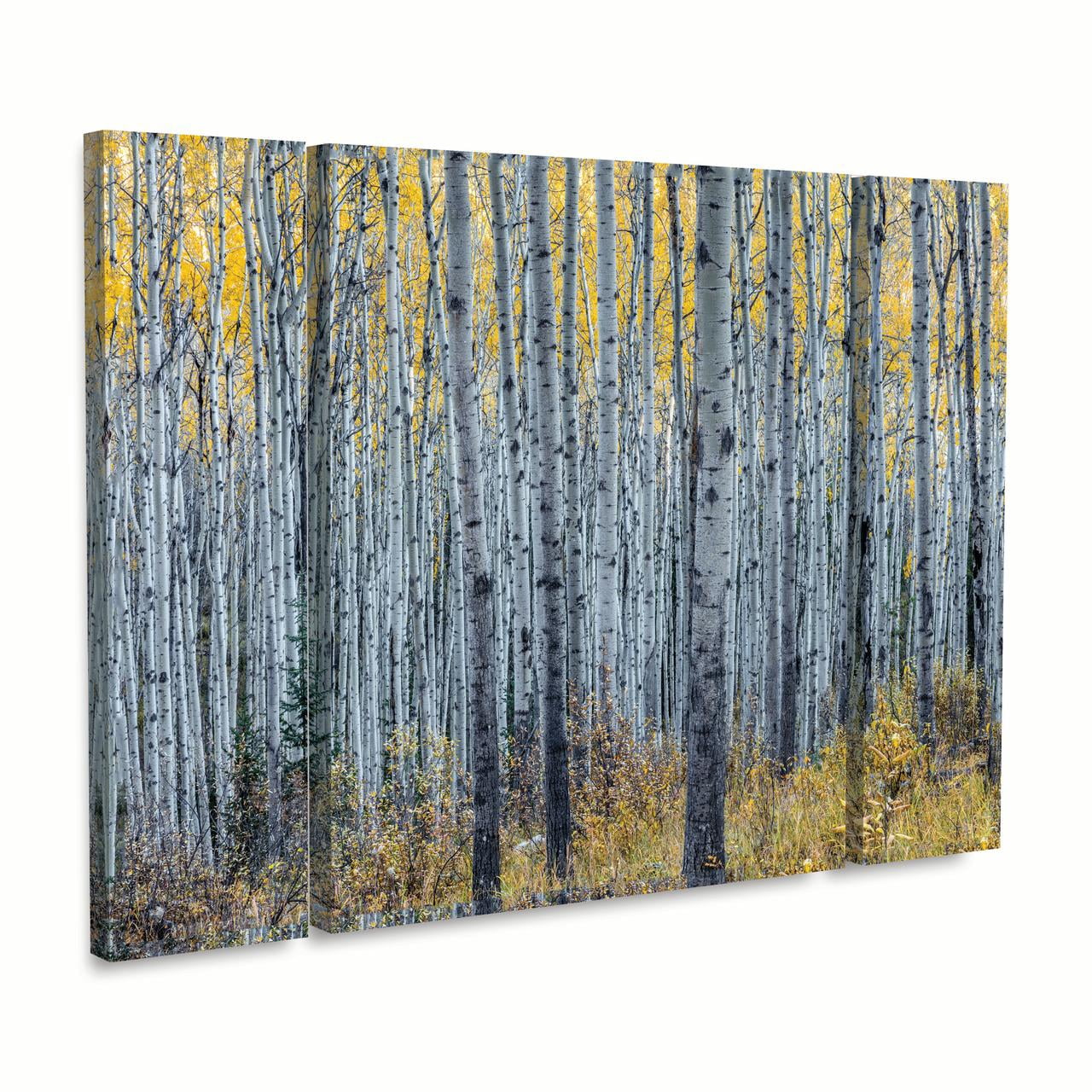 Trademark Fine Art 'Forest of Aspen Trees' Canvas Art by Pierre Leclerc