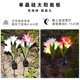 thumbnail image 2 of Luces solares para césped, luces de flores artificiales, 4 luces de lirio grandes, luces de jardín, luces de paisaje de jardín, 2 of 5