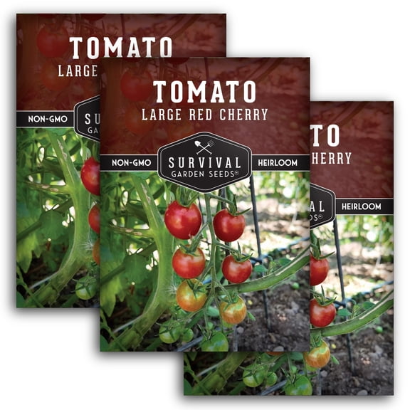 3 Packs Large Red Cherry Tomato Seeds - Non-GMO Heirloom Full Sun Annual Vegetable
