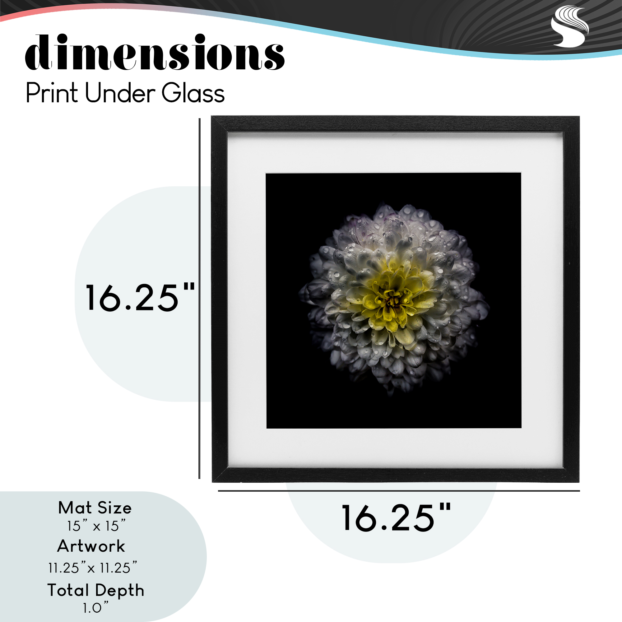 White And Yellow Mum Black Framed Print Under Glass, design by Brian Carson Photography