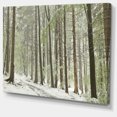 thumbnail image 2 of Spring Beech Forest Scenery, 2 of 3
