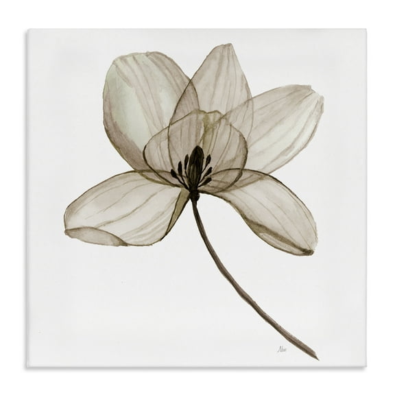 Stupell Industries Beige Opaque Blossom Plants & Flowers Painting Wrapped Canvas Art Print Wall Art, 17 x 17