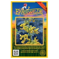 Everwilde Farms - 50 Maryland Senna Native Wildflower Seeds - Gold Vault Jumbo Bulk Seed Packet