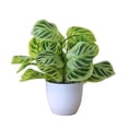 thumbnail image 1 of Cateissary Hojas artificiales de plantas en maceta, hojas de simulación para el hogar, oficina, escritorio, decoración de partición de boda Plantas Artificiales tipo de planta 8 y 8, 1 of 6