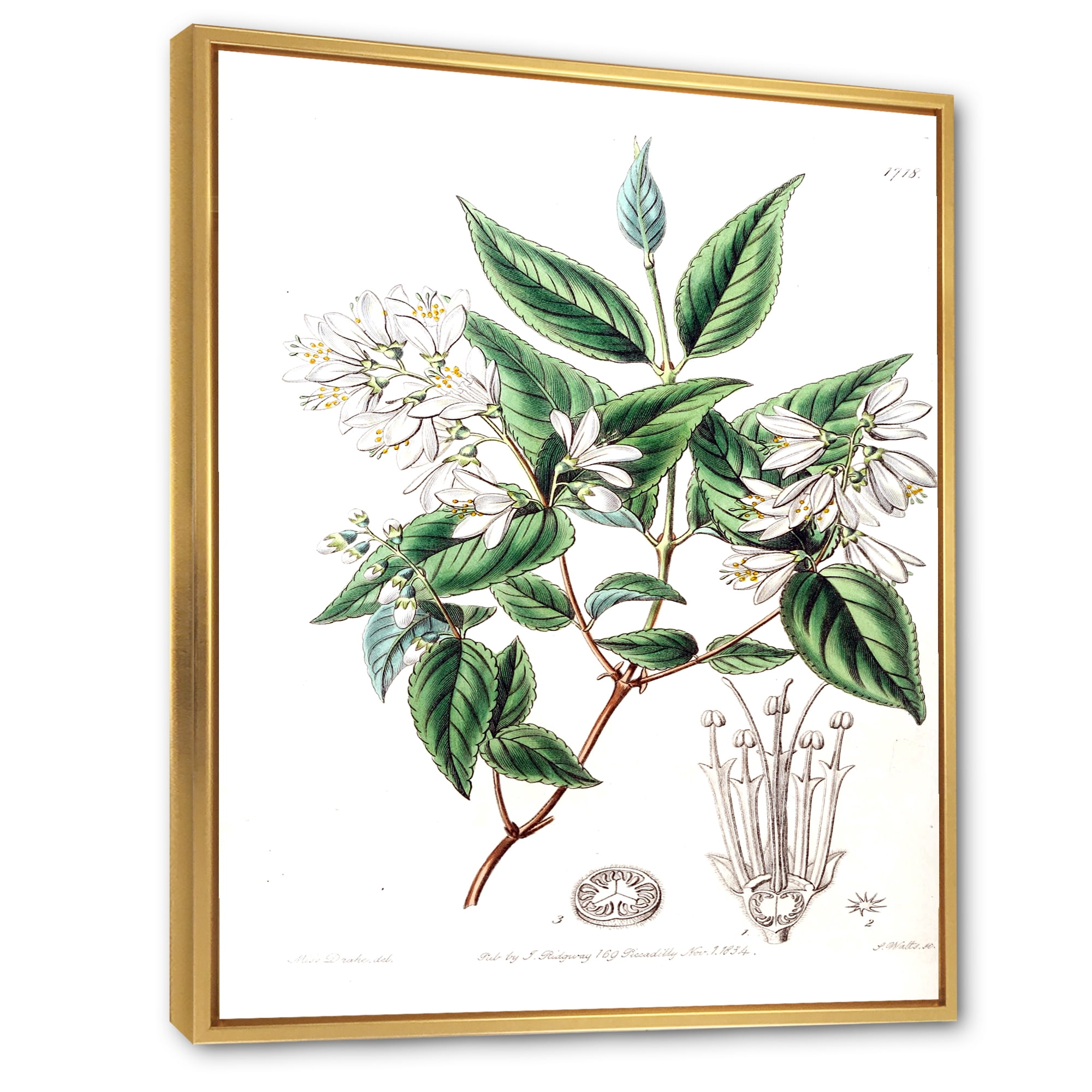 Designart 'Ancient Botanicals X' Traditional Framed Canvas Wall Art Print