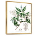 thumbnail image 3 of Designart 'Ancient Botanicals X' Traditional Framed Canvas Wall Art Print, 3 of 5