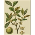 thumbnail image 2 of Fitch, J.N. 12x14 White Modern Wood Framed Museum Art Print Titled - Fitch Leaves on Khaki I (PS), 2 of 4