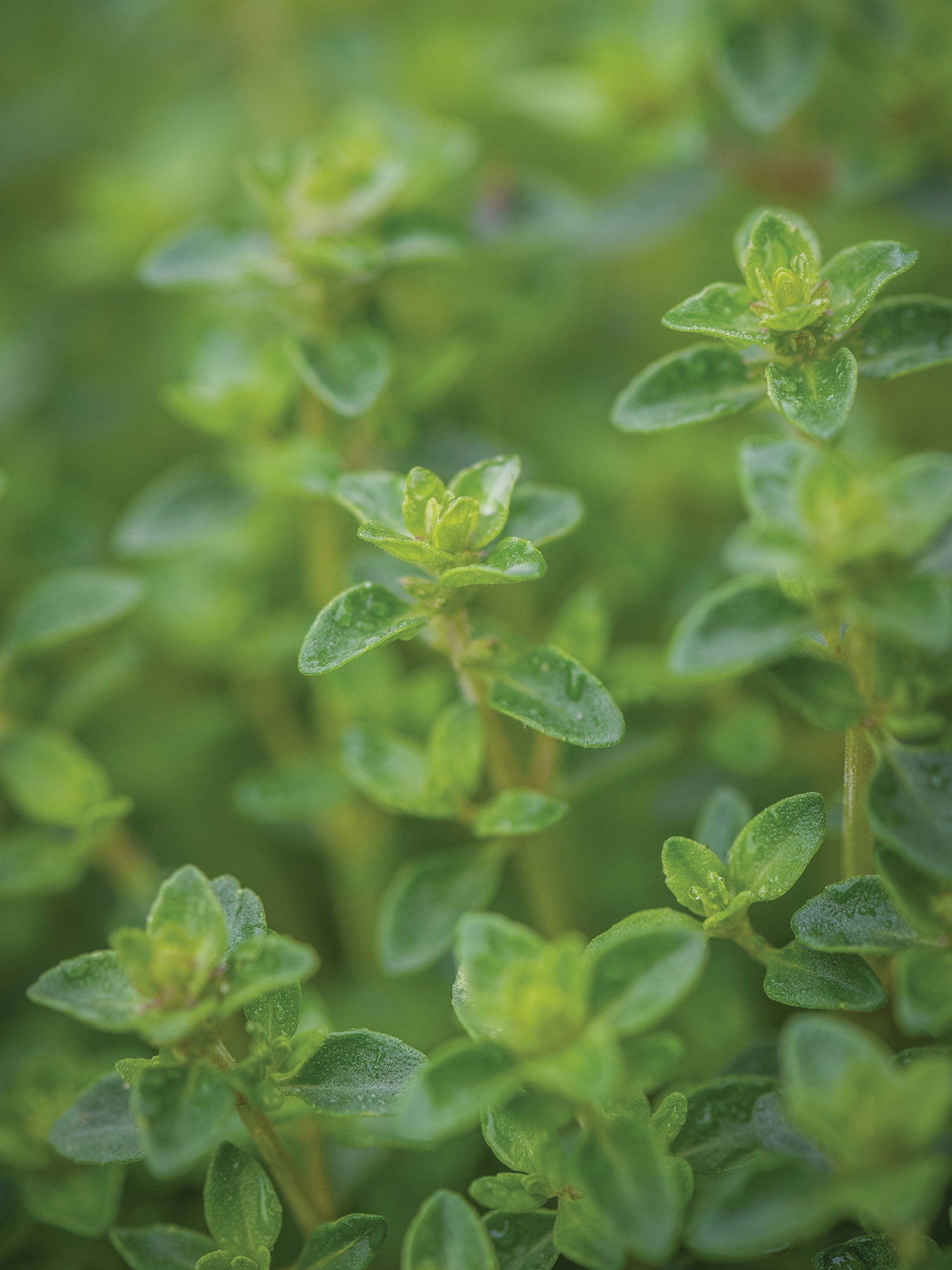 Burpee  Thyme Herb Seed, Annual Lifecycle, Full Sun